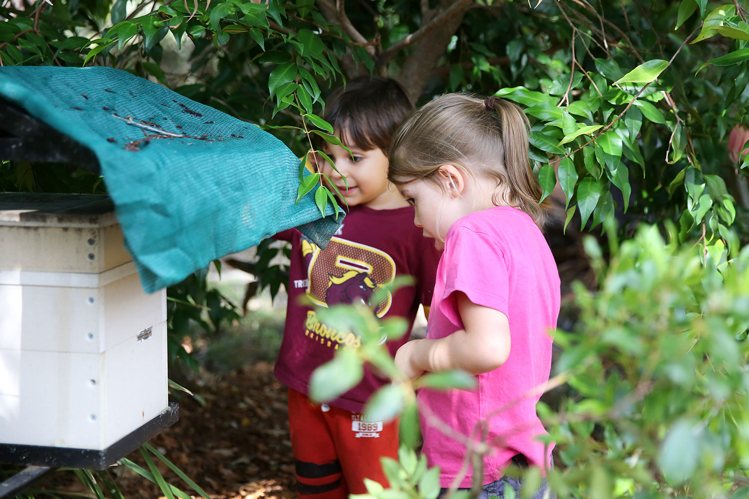 Albany Creek Bees Image 2024