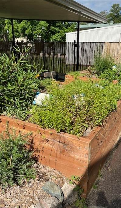 C&K Woodford Community Kindergarten's Bush Tucker Garden, Picture, Picture