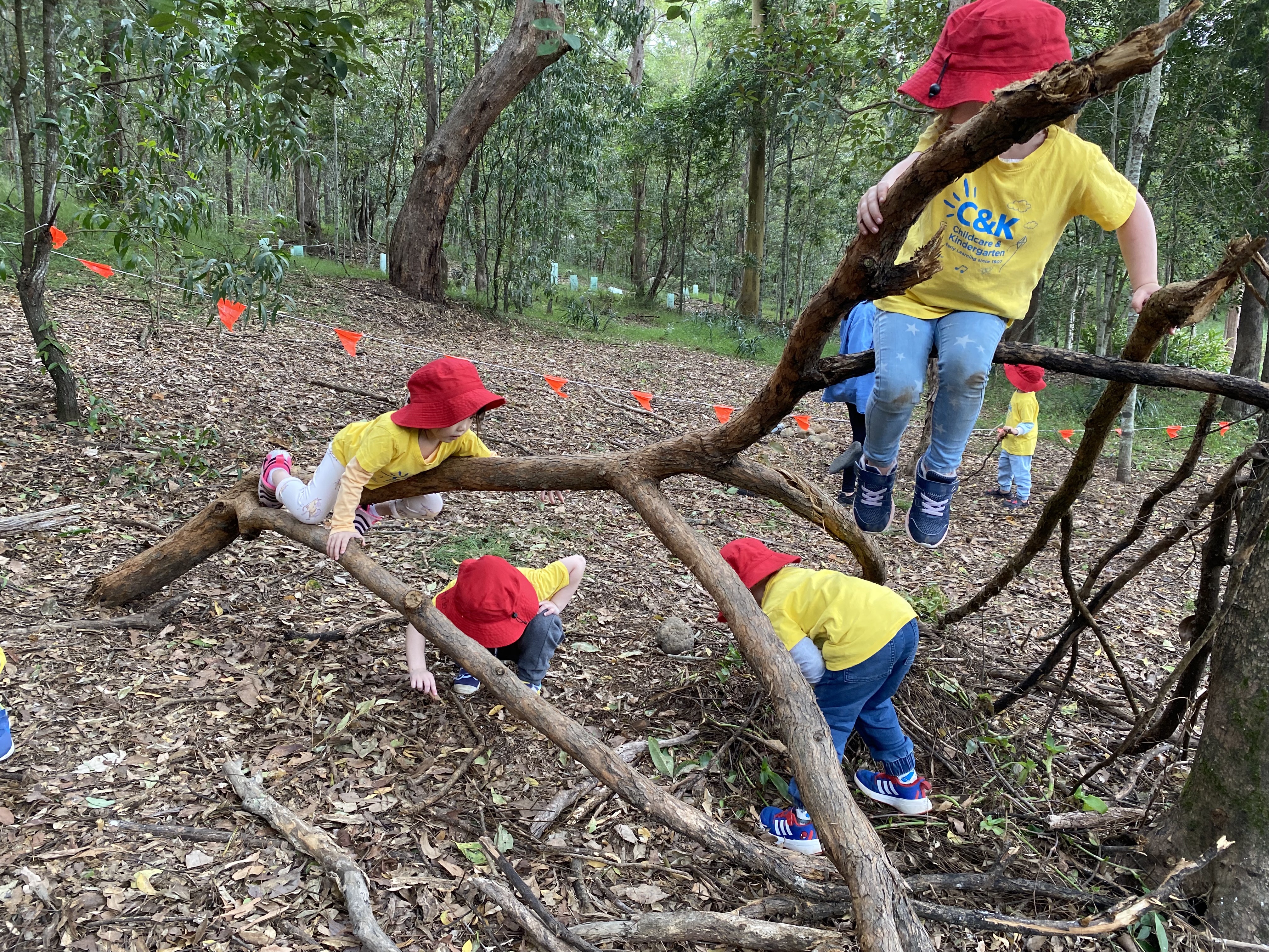 St Lucia Kindergarten children climbing a tree