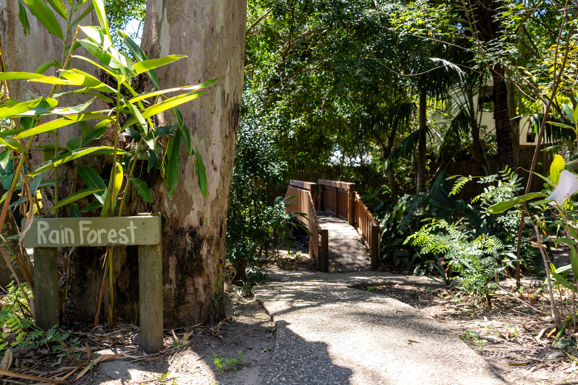 C&K Coorparoo - rainforest bridge