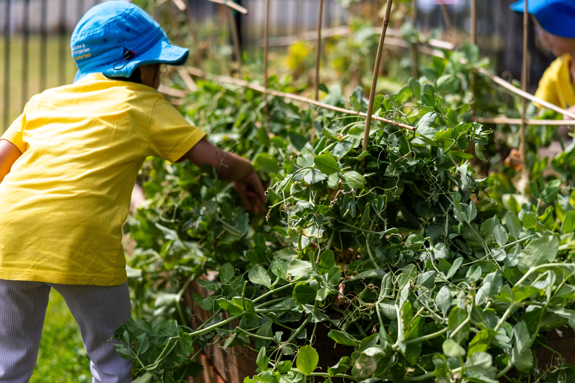 C&K Gabbinbar - child picking vegetables from the garden