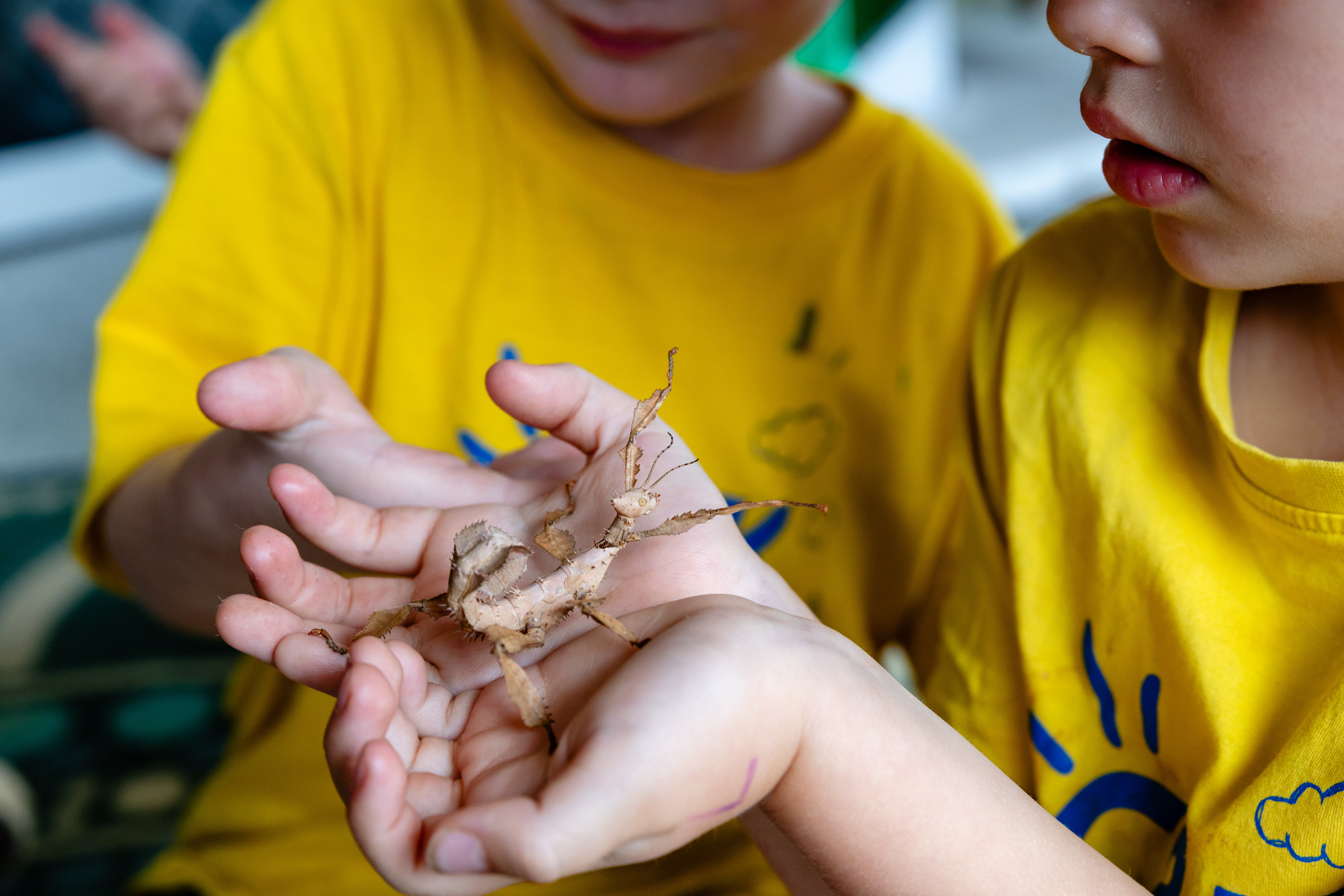 C&K Hatton Vale - two children holding a pet stick insect