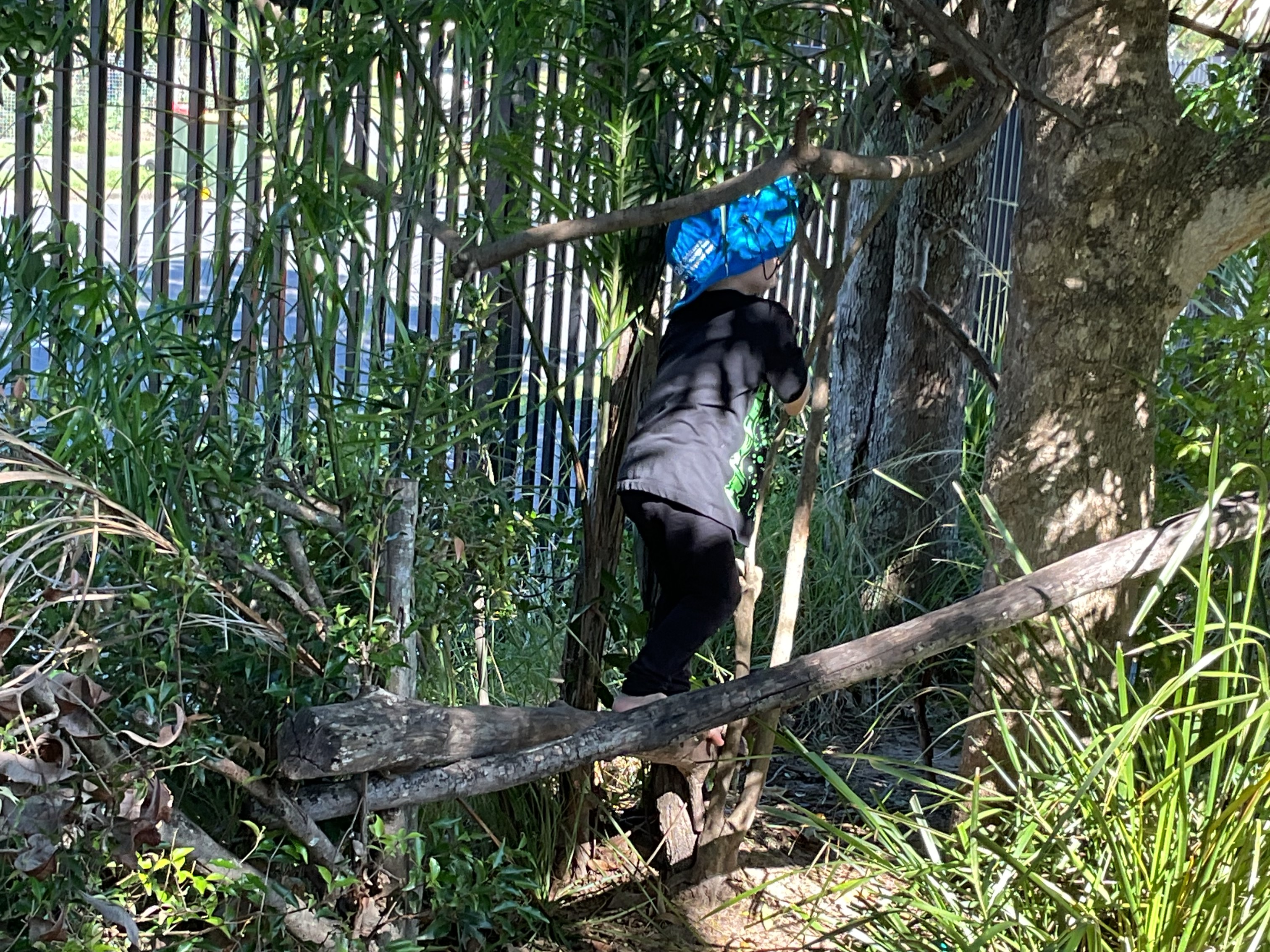 C&K Caboolture - child climbing tree