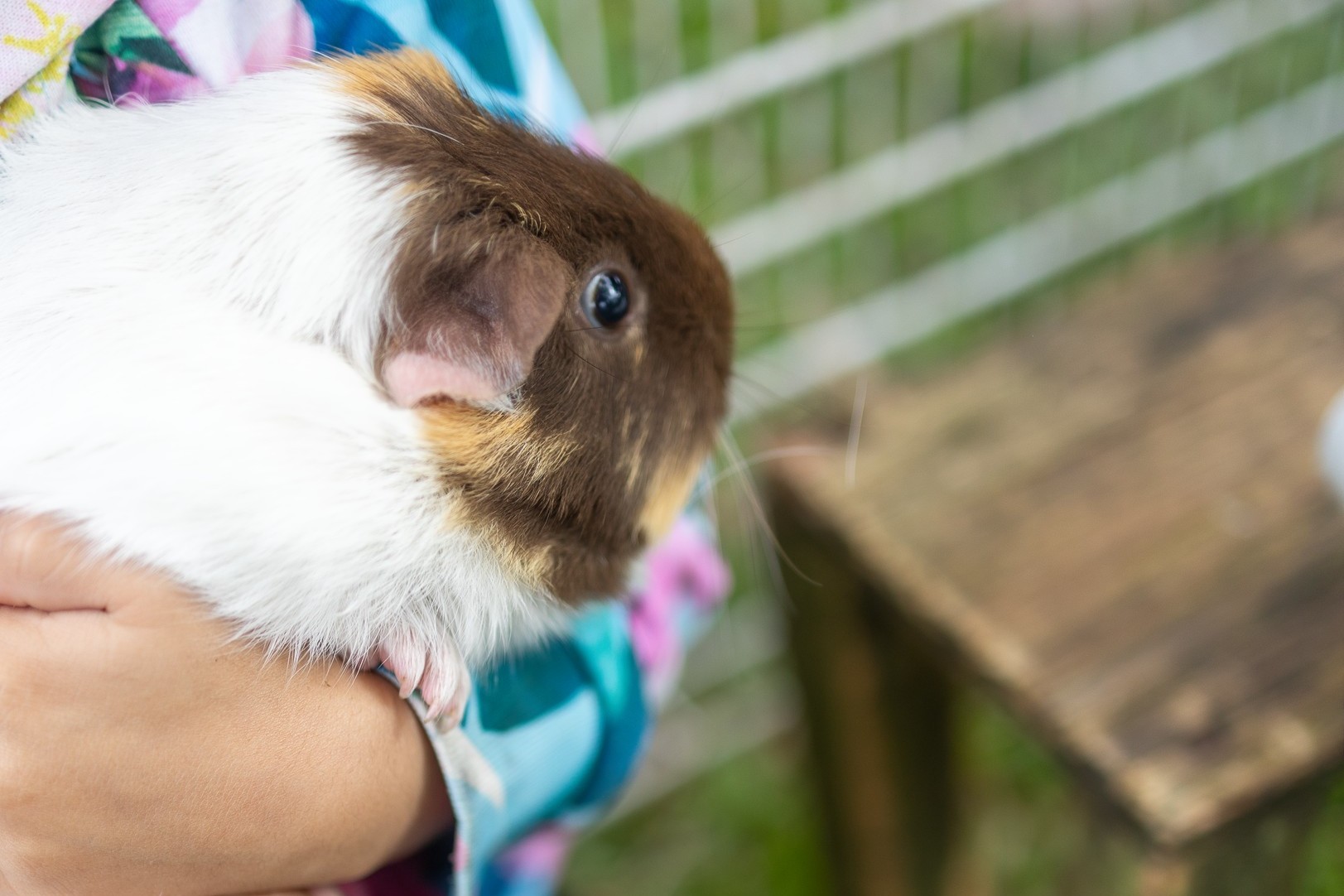 C&K Tully - child holding a guinea pig